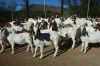 TOP QUALITY HOLSTEIN AND BOER GOAT AVAILABLE