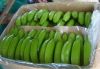 FRESH CAVENDISH BANANA