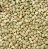 High Quality Buckwheat