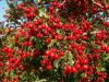 HAWTHORN berry