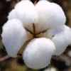 Cotton