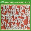 JAPONICA RICE - CHEAPEST PRICE