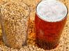 Barley Malt For Breweries from Ukraine