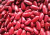 Red Kidney Beans, White Kidney Beans, Chickpeas, Lentil, Alfalfa Beans