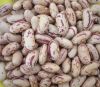 Cheap Red & light Speckled Sugar Beans available for sale