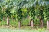 Pawpaws are sold fresh from farm