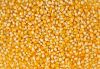 STOI YELLOW CORN