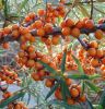 Good Quality Sea Buckthorn Seed Oil !!