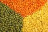 Brown Lentils dried Green Red. Brown and yellow lentils for sale