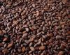 Cocoa Beans New Crop fermented cocoa beans