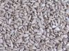 Hulled Sesame Seeds Best Price