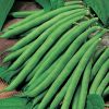 High Quality Fresh Organic French Beans