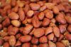 High Quality Peanuts, Ground Nut