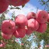 [HOT] Fuji Apple/fresh Apple for sale