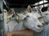 Saanen Goats for sale (high quality milk production)