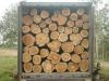 Teak Wood Logs