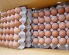 Fresh Table Chicken Eggs ( Brown and White)