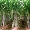 HIGH QUALITY FRESH SUGAR CANE FOR MAKING JUICE