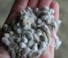 100% High Quality Cotton Seed Competitive Price