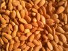 ALMOND NUTS FOR SALE FOR COMPETITIVE PRICE