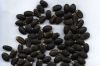 High Quality Jatropha Seeds