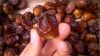 Semi Dry and Fresh Dates Fruits