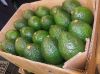 Quality Fresh Avocado ( Hass & Fuerte )