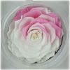 wholesale real natural preserved roses artificial flower eternal big roses in glass dome/tubes with base