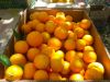 FRESH CITRUS / MANDARINE / MANDARIN / LEMON / LIME / VALENCIA / NAVEL ORANGES