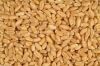 WHEAT Grain