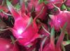 FRESH DRAGON FRUIT