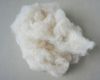 Polyester Fiber