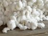 Raw cotton