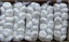 White Common Fresh Garlic for sale and export