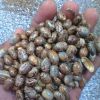 Castor seeds