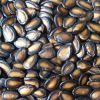 Black Melon Seeds