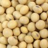 Soybean