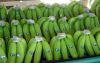 GREEN PREMIUM FRESH CAVENDISH BANANAS