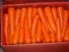 Supply fresh carrot with high quality for sale