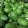 Avocado fruit export