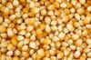 YELLOW MAIZE FOR ANIMAL FEED / YELLOW CORN FOR ANIMAL FEED