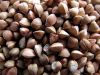 Top quality raw and roasted buckwheat kernels for sale