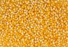 First Grade Yellow Corn / Yellow Maize / Yellow Corn Grains and white corn