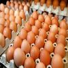 Fresh Brown/white Table Chicken Eggs