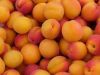 Fresh apricots