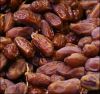 Premium Grade %100 Dates Dried Date Palm