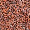 RAW COCOA BEANS