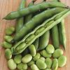 Broad Beans