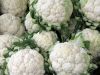 fresh cauliflower high quality