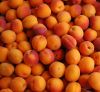 Cheap Fresh Apricots , Wholesale Fresh Apricots , Bulk Fresh Apricots